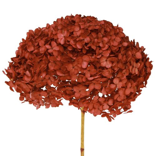 Floristik24 Hortenzie konzervované sušené květy červené Ø20cm L50–60cm