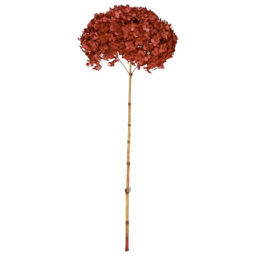 Floristik24 Hortenzie konzervované sušené květy červené Ø20cm L50–60cm