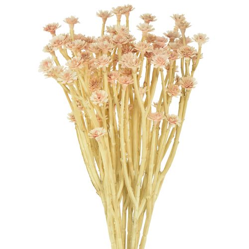 Floristik24 Italské slaměné umělé květiny růžové L28cm