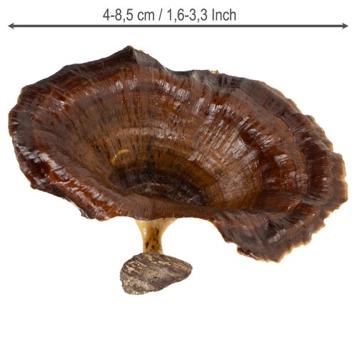 položky Houby Kalix přírodní lakované 100 ks