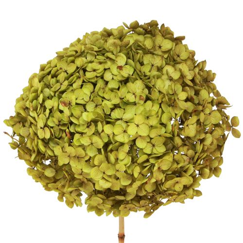 Floristik24 Zachovalá hortenzie velká v zelené barvě Ø20cm L50–60cm