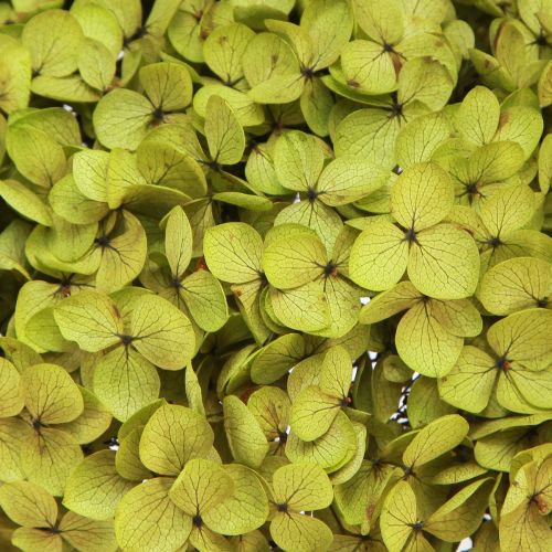 Floristik24 Zachovalá hortenzie velká v zelené barvě Ø20cm L50–60cm