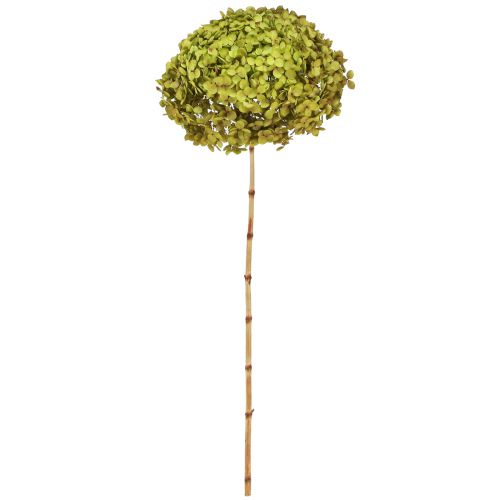 Floristik24 Zachovalá hortenzie velká v zelené barvě Ø20cm L50–60cm