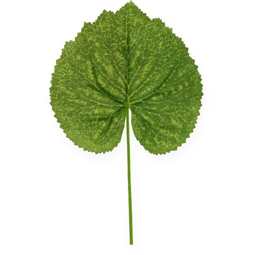 Floristik24 Deko rostlinné listy Galax Š10cm D22cm 24ks