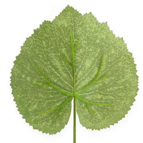 Floristik24 Deko rostlinné listy Galax Š10cm D22cm 24ks