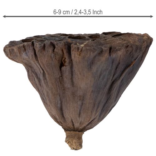 položky Lotosová cibule velká 100 ks přírodní