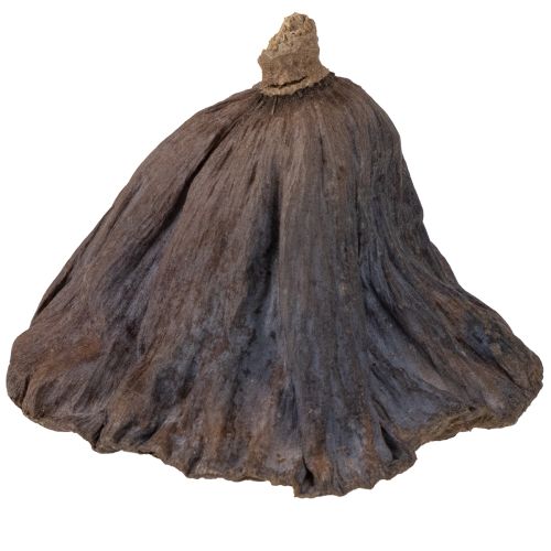 položky Lotosová cibule velká 100 ks přírodní