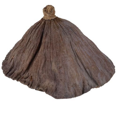 položky Lotosová cibulka malá 100 ks přírodní