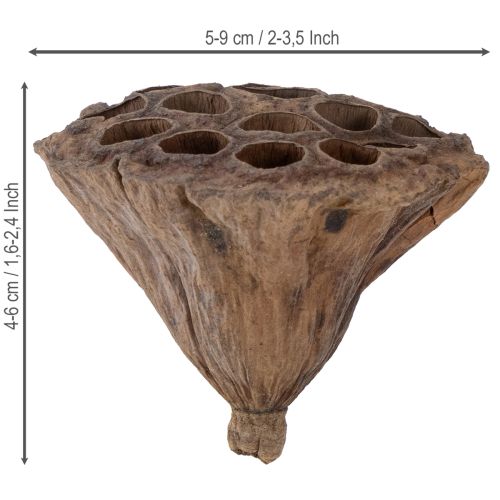 položky Píst Lotus střední 100 ks přírodní