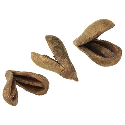 Floristik24 Mike Fruit Natural Materials Bagon Fruit Natural 8cm 50 ks