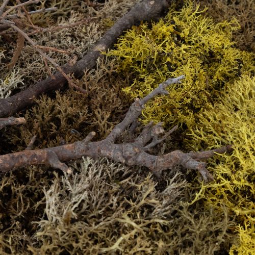 položky Obraz z mechu, pravý obraz z mechu s rámem, zachovalý, 40×30 cm