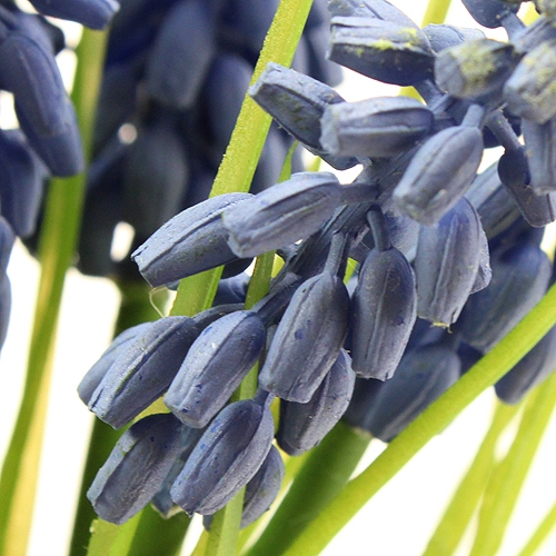 položky Hroznové hyacinty 28cm - 30cm Modré 15 ks