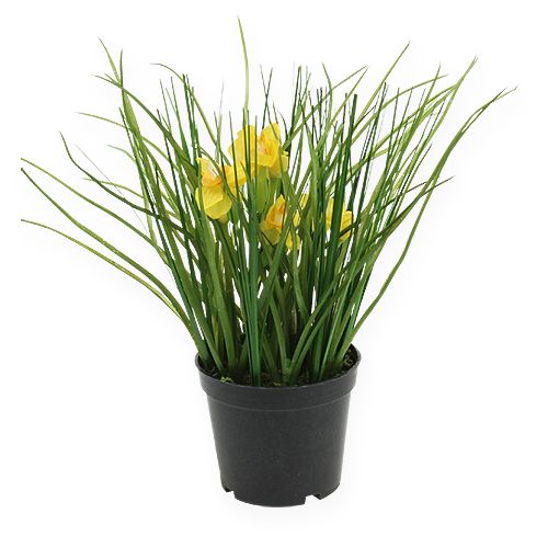 Floristik24 Narcisy s trávou v květináči 25cm
