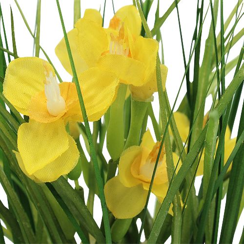 Floristik24 Narcisy s trávou v květináči 25cm