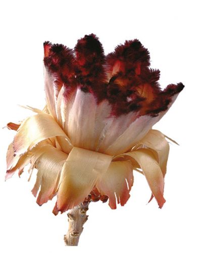 Floristik24 Nerifolia Bud 250 ks