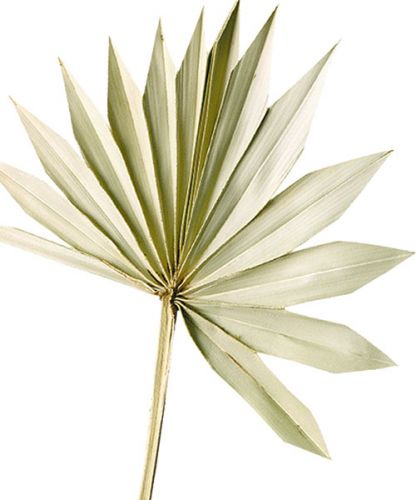 položky Palmspear Sun Natur Sušený palmový list Naturdeko 30St