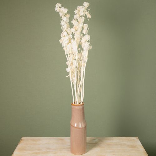 položky Sušený Physalis, bělený květ čínské lucerny, dekorativní Nicandra, 75-80 cm, 100 g