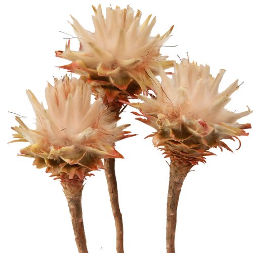 Floristik24 Leucospermum Plumosum Silver Tree Blossoms Light 25 ks
