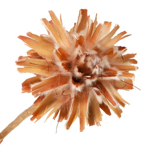 Floristik24 Leucospermum Plumosum Silver Tree Blossoms Light 25 ks