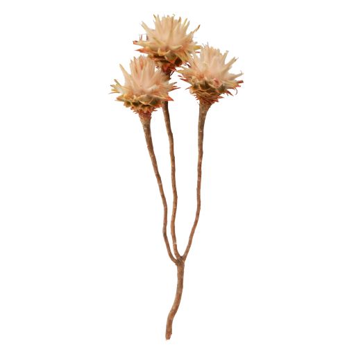 Floristik24 Leucospermum Plumosum Silver Tree Blossoms Light 25 ks