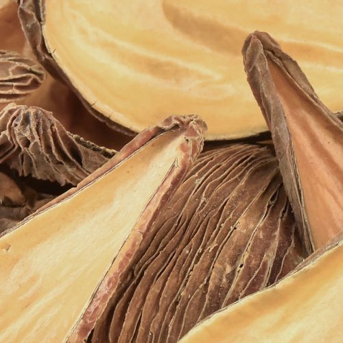 Floristik24 Ovocné a semenné tobolkové lusky Pradeep Pods 9-12 cm přírodní 50 kusů