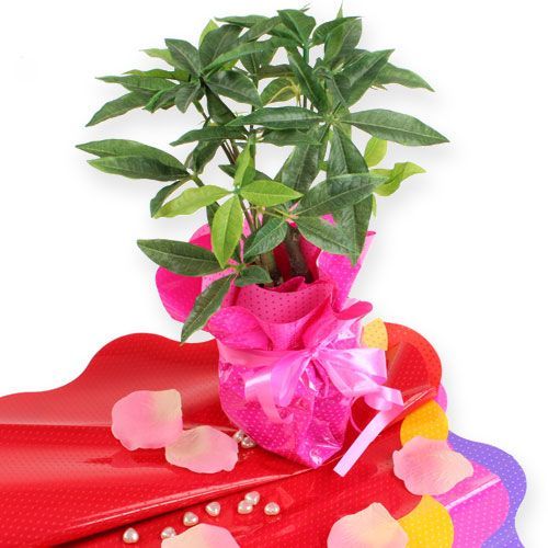 Floristik24 Manžety Rondella Ø40cm červené 50ks