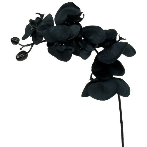 Orchidej na ozdobu Černá 54cm