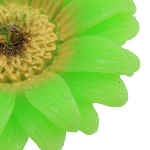 Floristik24 Plovoucí svíčka gerbera zelená Ø7,5cm