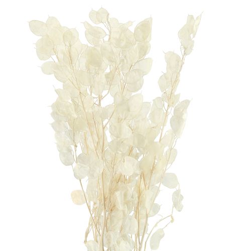 položky Stříbrný list Moon Violet Lunaria konzervovaný L70cm 20g
