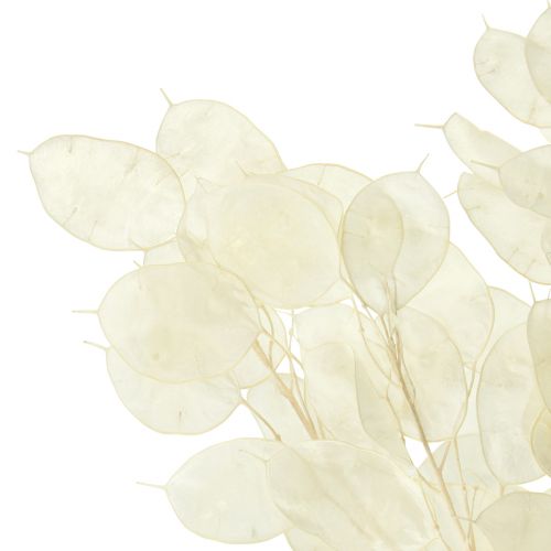 položky Stříbrný list Moon Violet Lunaria konzervovaný L70cm 20g