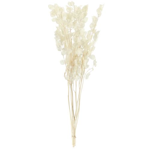 Floristik24 Stříbrný list Moon Violet Lunaria konzervovaný L70cm 20g