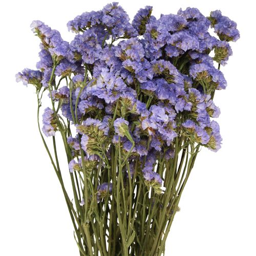 Floristik24 Mořský šeřík fialový Statice Limonium sinuatum Sušené květiny 60cm 50g