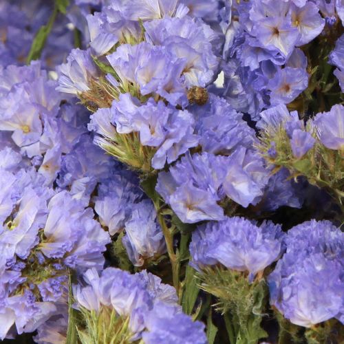 Floristik24 Mořský šeřík fialový Statice Limonium sinuatum Sušené květiny 60cm 50g