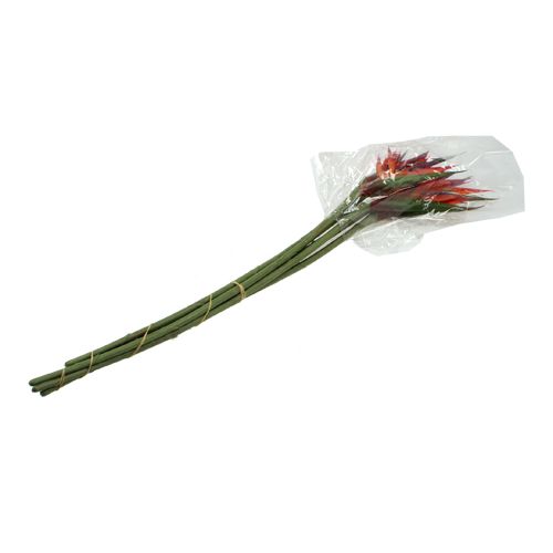 Floristik24 Strelitzia 65cm (6ks)