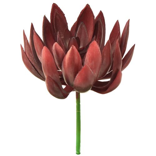 Floristik24 Sukulentní Echeveria umělé zelené rostliny červené Ø12cm 19,5cm
