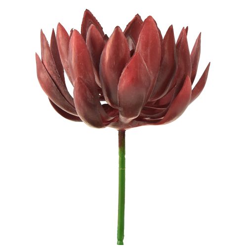 Floristik24 Sukulentní Echeveria umělé zelené rostliny červené Ø12cm 19,5cm