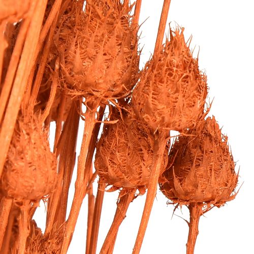 položky Sušené květy ostropestřec jahodový ostropestřec oranžový 100g