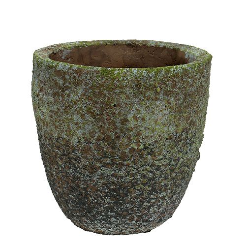 Floristik24 Květináč s mechem Ø16cm V16cm 1ks