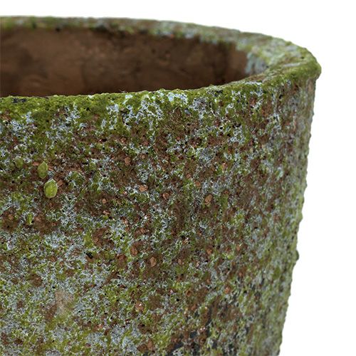 Floristik24 Květináč s mechem Ø16cm V16cm 1ks