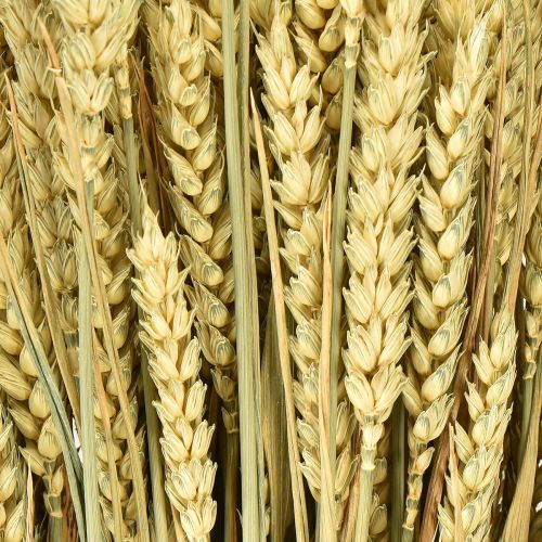 položky Pšeničná svazek přírodní dekorativní pšenice 1 svazek 150g