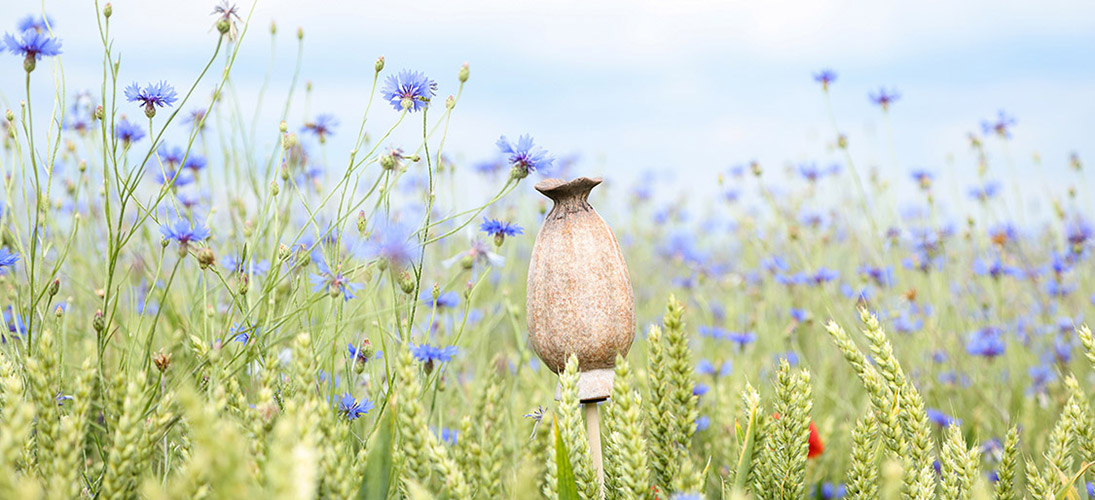 Sommer