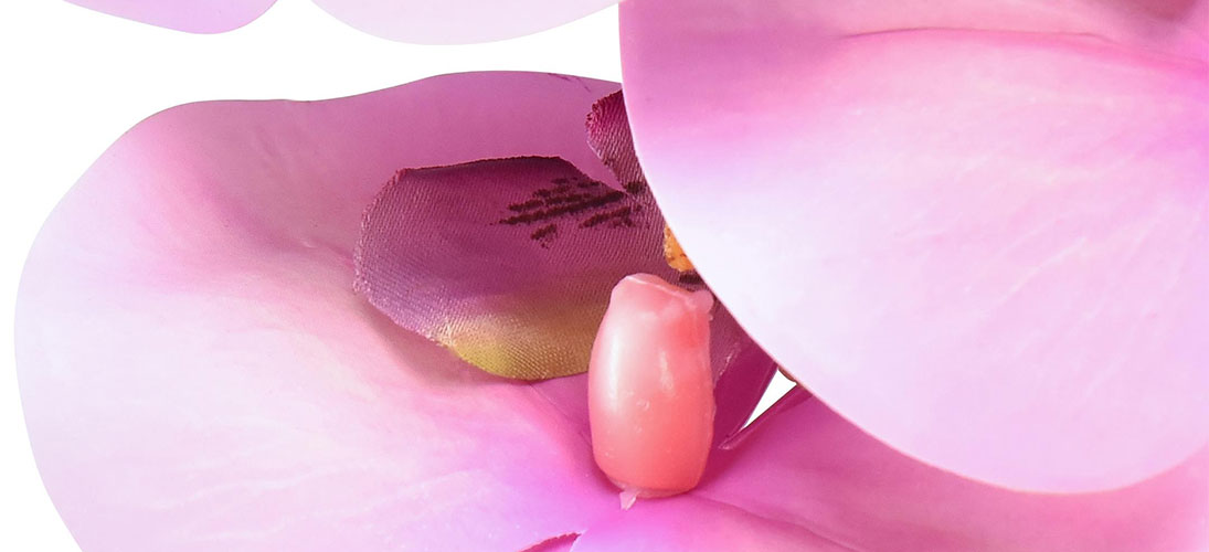 Orchideje