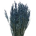 Floristik24 Sušené květiny, oves sušené zrno dekorace modrá 68cm 230g