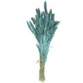 Floristik24 Sušené květiny, Setaria Pumila, proso modré 65cm 200g