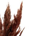 Floristik24 Pampas grass deco sušená červenohnědá suchá floristika 70cm 6ks