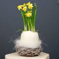 Floristik24 Velikonoční hnízdo z větviček přírody, prané bílé Ø13cm 3ks