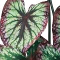 Floristik24 Begonia Umělé rostliny Listové Begonie Zelenofialové 62cm