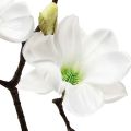 Floristik24 Umělý květ magnólie větev magnólie umělá bílá 58cm