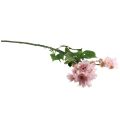 Floristik24 Umělé květiny Umělé astry Hedvábné květiny růžové 80cm