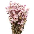 Floristik24 Slaměné květy sušené květy bílé růžové 20-35cm svazek 40g